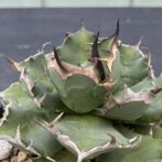 アガべ　姫厳竜