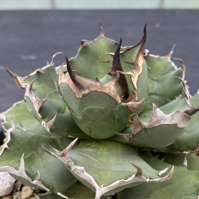 アガべ　姫厳竜