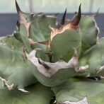 アガべ　姫厳竜