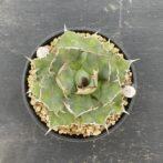 アガべ　姫厳竜