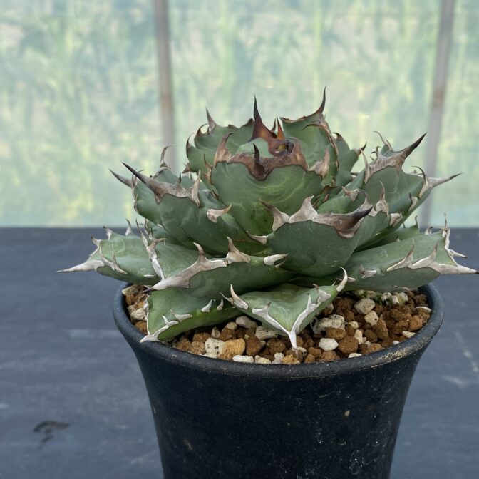 アガべ　姫厳竜