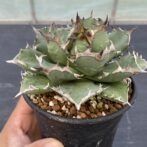 アガべ　姫厳竜