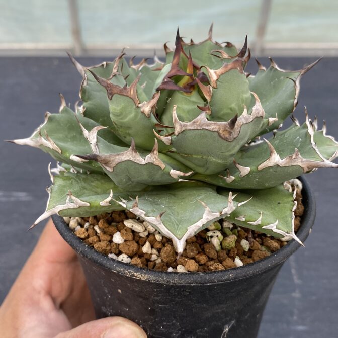 アガべ　姫厳竜