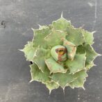 アガべ　姫厳竜