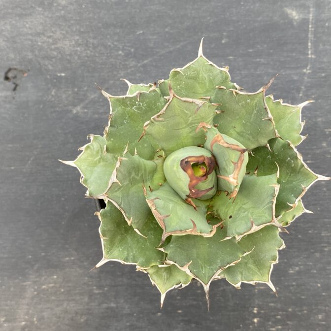 アガべ　姫厳竜