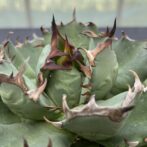 アガべ　姫厳竜