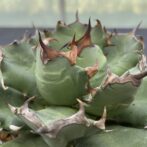 アガべ　姫厳竜