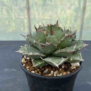 アガベ 姫厳竜 ②