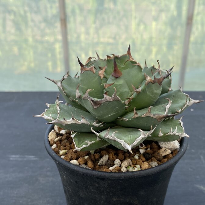 アガべ　姫厳竜