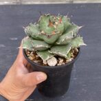 アガべ　姫厳竜