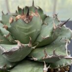 アガべ　姫厳竜