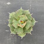 アガべ　姫厳竜