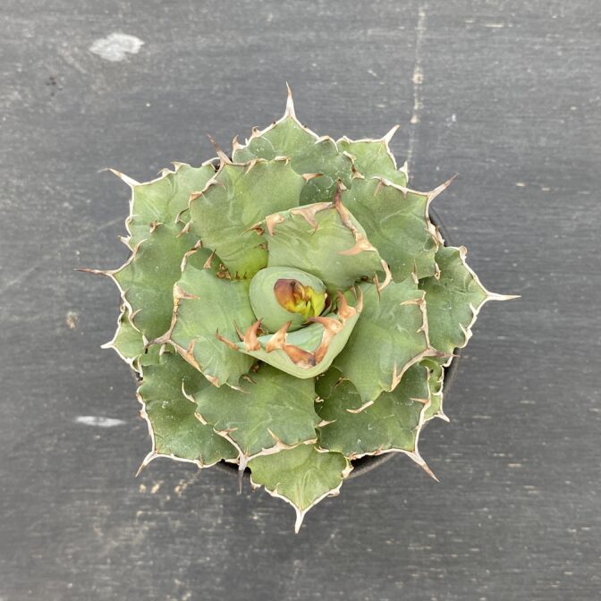 アガべ　姫厳竜