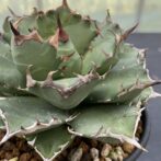 アガべ　姫厳竜