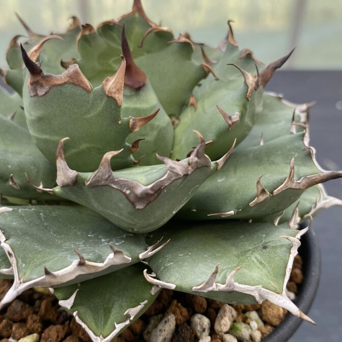 アガべ　姫厳竜