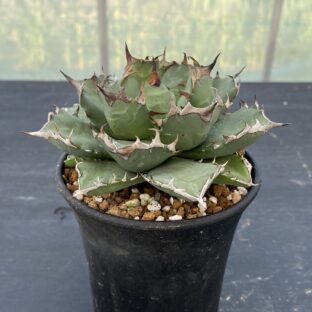 アガベ 姫源流 ③