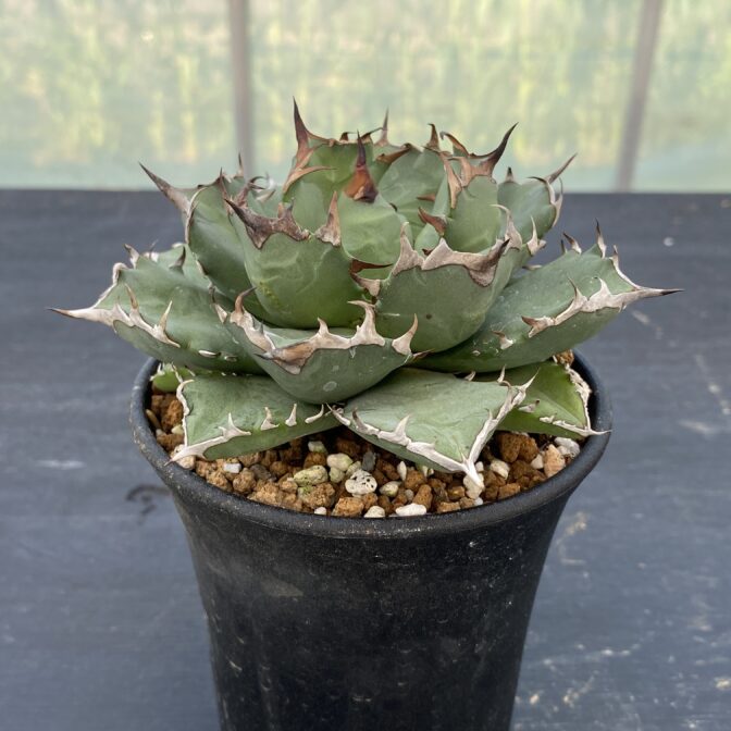 アガべ　姫厳竜