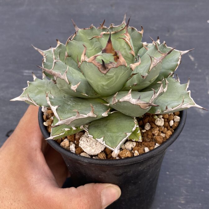 アガべ　姫厳竜