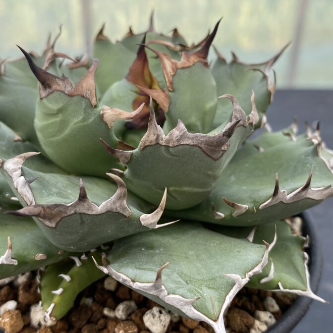 アガべ　姫厳竜