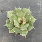 アガべ　姫厳竜