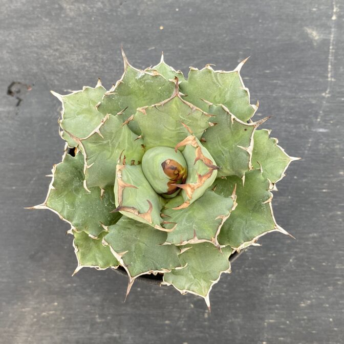 アガべ　姫厳竜