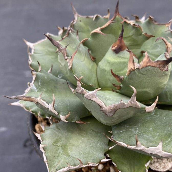 アガべ　姫厳竜