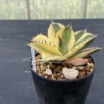 アガべ　スナグルトゥース　暴牙