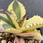 アガべ　スナグルトゥース　暴牙