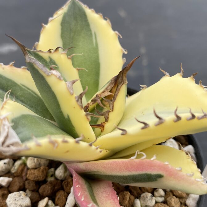 アガべ　スナグルトゥース　暴牙