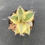 アガべ　スナグルトゥース　暴牙