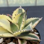 アガべ　スナグルトゥース　暴牙