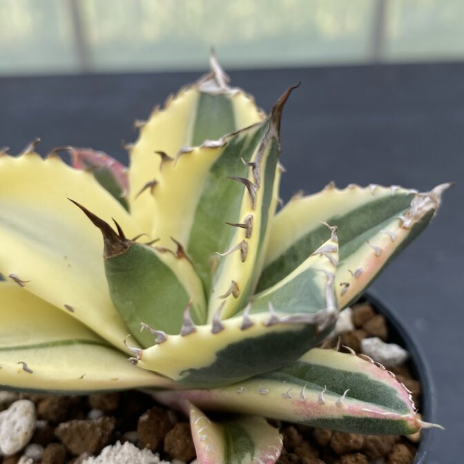 アガべ　スナグルトゥース　暴牙