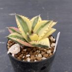 アガべ　スナグルトゥース　暴牙