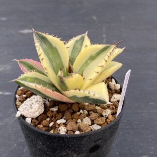 アガベ スナグルトゥース ②