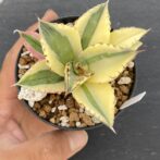 アガべ　スナグルトゥース　暴牙