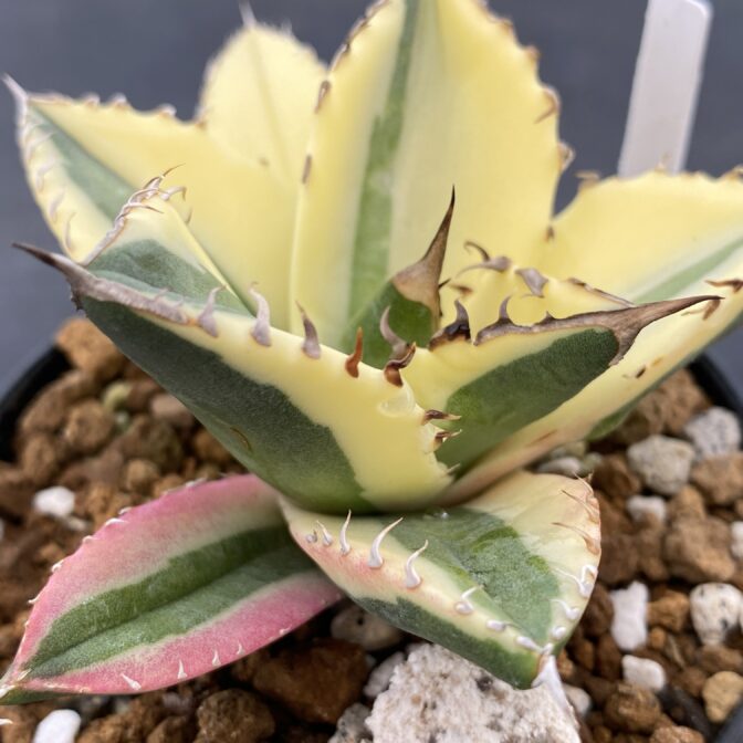 アガべ　スナグルトゥース　暴牙