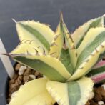 アガべ　スナグルトゥース　暴牙