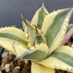 アガべ　スナグルトゥース　暴牙