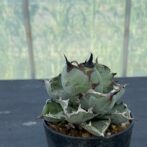 アガべ　ブラックアンドブルー