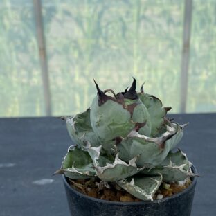 アガベ ブラック＆ブルー ①