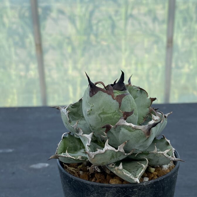 アガべ　ブラックアンドブルー