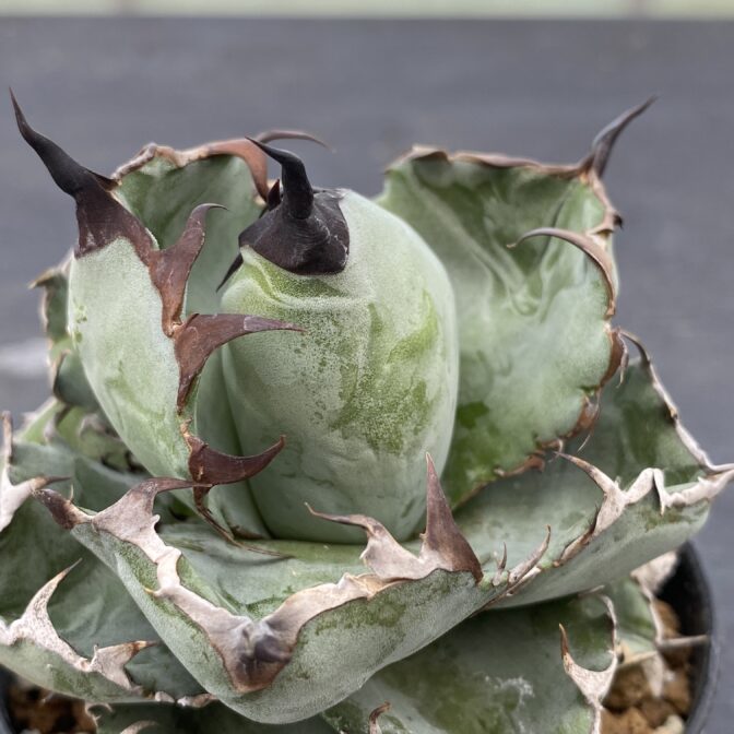 アガべ　ブラックアンドブルー