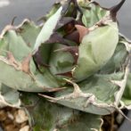 アガべ　ブラックアンドブルー