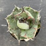 アガべ　ブラックアンドブルー