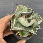 アガべ　ブラックアンドブルー