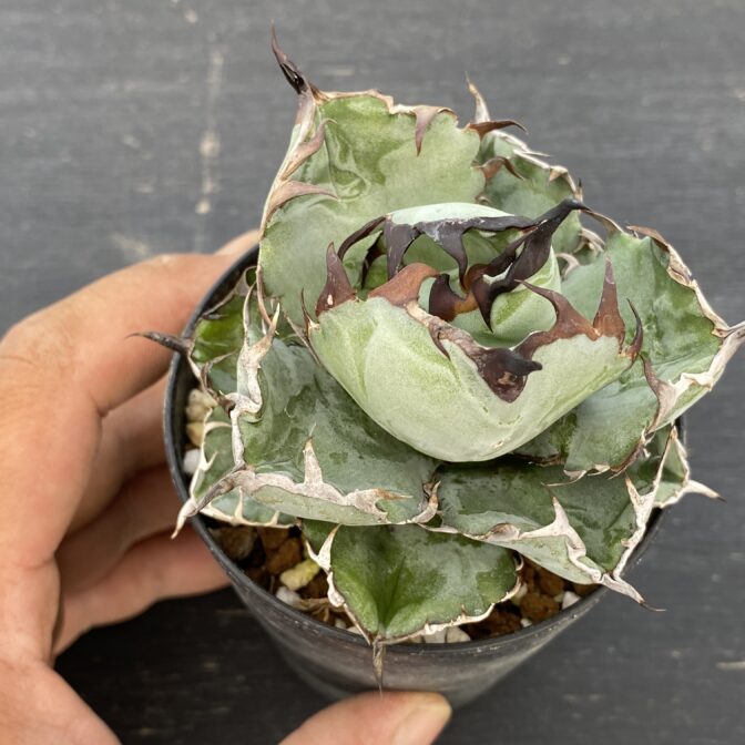 アガべ　ブラックアンドブルー