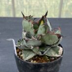 アガべ　ブラックアンドブルー