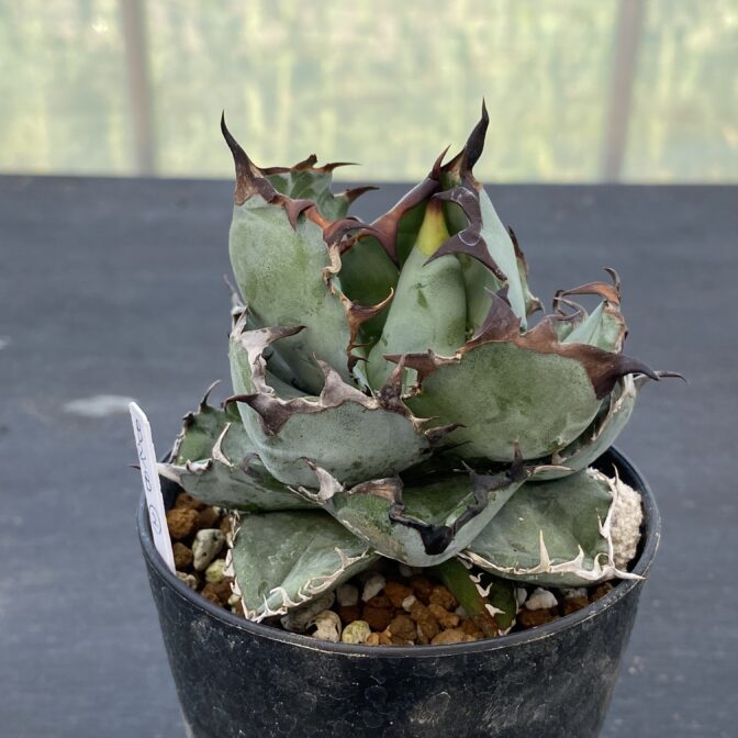 アガべ　ブラックアンドブルー