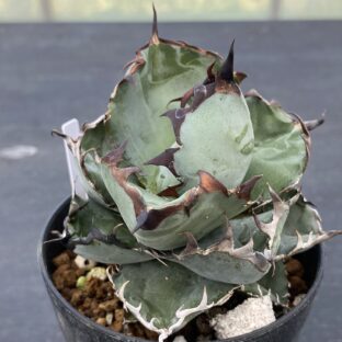 アガベ ブラック＆ブルー ②