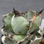 アガべ　ブラックアンドブルー